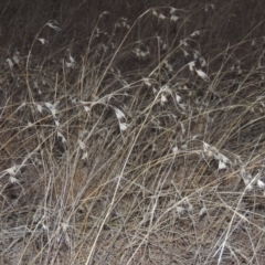 Themeda triandra (Kangaroo Grass) at Bullen Range - 5 Aug 2018 by michaelb