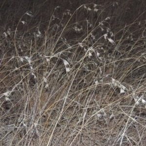 Themeda triandra at Bullen Range - 5 Aug 2018