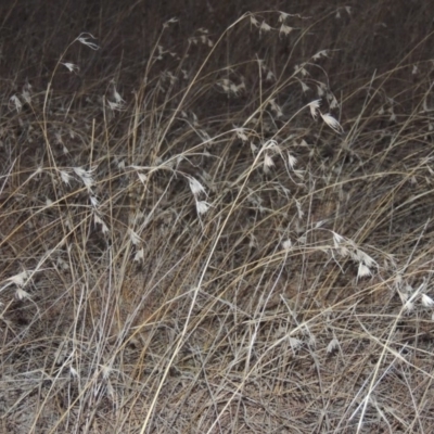 Themeda triandra (Kangaroo Grass) at Bullen Range - 5 Aug 2018 by MichaelBedingfield