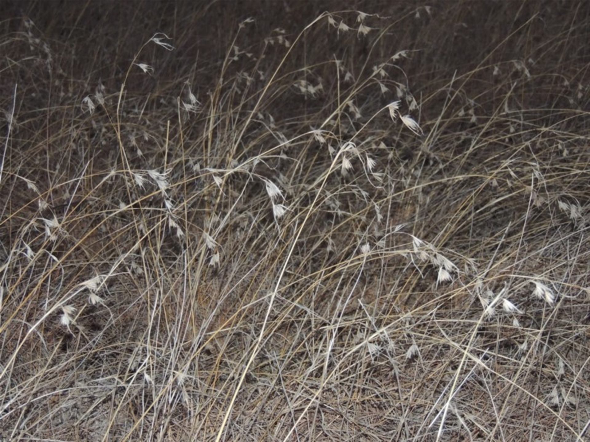 Themeda triandra at Bullen Range - 5 Aug 2018 07:33 PM