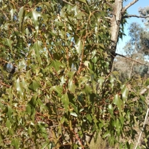 Brachychiton populneus subsp. populneus at Jerrabomberra, ACT - 14 Aug 2018