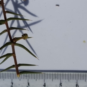 Acacia ulicifolia at Wanniassa Hill - 17 Aug 2018