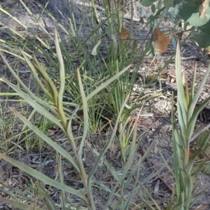 Stypandra glauca at Wanniassa Hill - 14 Aug 2018 03:09 PM