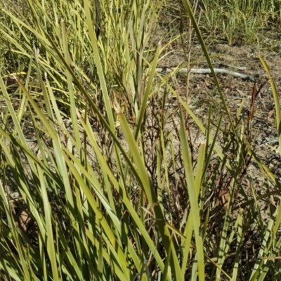 Lomandra longifolia (Spiny-headed Mat-rush, Honey Reed) at Wanniassa Hill - 14 Aug 2018 by Mike