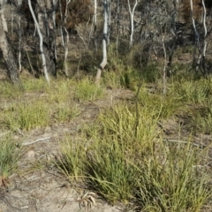 Lomandra longifolia at Wanniassa Hill - 14 Aug 2018 03:05 PM