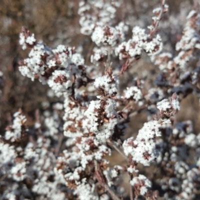 Styphelia attenuata (Small-leaved Beard Heath) at Wanniassa Hill - 14 Aug 2018 by Mike