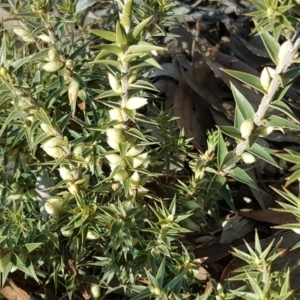 Melichrus urceolatus at Wanniassa Hill - 14 Aug 2018