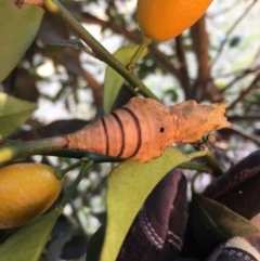 Papilio aegeus at Wolumla, NSW - 14 Aug 2018