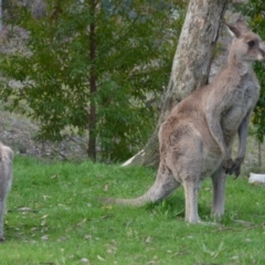 Macropus giganteus (Eastern Grey Kangaroo) at QPRC LGA - 5 Nov 2016 by natureguy