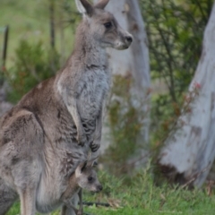 Macropus giganteus at Wamboin, NSW - 5 Nov 2016 10:00 PM