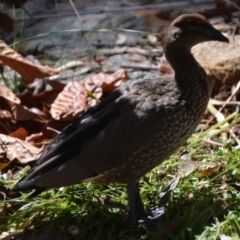 Chenonetta jubata (Australian Wood Duck) at Wamboin, NSW - 24 Dec 2016 by natureguy