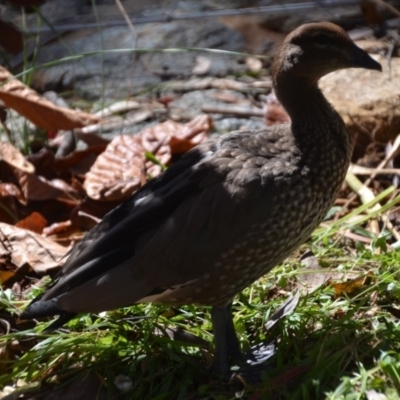 Chenonetta jubata (Australian Wood Duck) at Wamboin, NSW - 24 Dec 2016 by natureguy