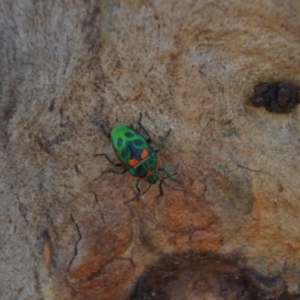 Scutiphora pedicellata at Wamboin, NSW - 10 Dec 2016 04:33 PM