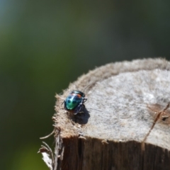 Scutiphora pedicellata at Wamboin, NSW - 10 Dec 2016 04:33 PM