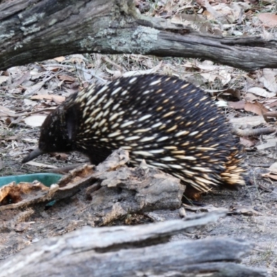 Tachyglossus aculeatus (Short-beaked Echidna) at Meroo National Park - 13 Aug 2018 by Marg