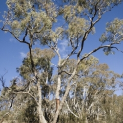 Eucalyptus bridgesiana (Apple Box) at Illilanga & Baroona - 12 Aug 2018 by Illilanga