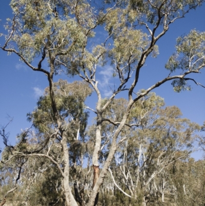 Eucalyptus bridgesiana (Apple Box) at Michelago, NSW - 12 Aug 2018 by Illilanga