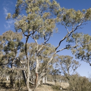 Eucalyptus bridgesiana at Michelago, NSW - 12 Aug 2018
