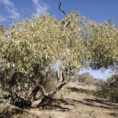 Eucalyptus bridgesiana at Michelago, NSW - 12 Aug 2018 03:04 PM