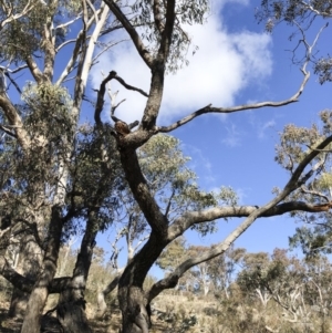 Eucalyptus bridgesiana at Michelago, NSW - 12 Aug 2018