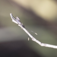 Ichneumonidae (family) (Unidentified ichneumon wasp) at ANBG South Annex - 14 Aug 2018 by AlisonMilton