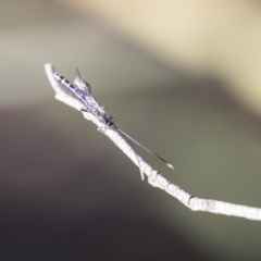 Ichneumonidae (family) at Acton, ACT - 14 Aug 2018