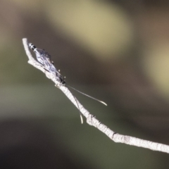 Ichneumonidae (family) at Acton, ACT - 14 Aug 2018