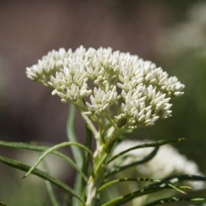 Cassinia longifolia at Illilanga & Baroona - 24 Nov 2017 11:20 AM