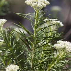 Cassinia longifolia at Illilanga & Baroona - 24 Nov 2017