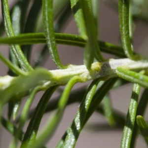 Cassinia longifolia at Illilanga & Baroona - 24 Nov 2017