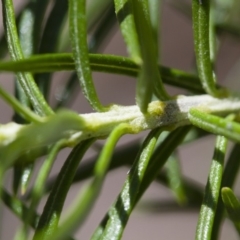 Cassinia longifolia at Illilanga & Baroona - 24 Nov 2017