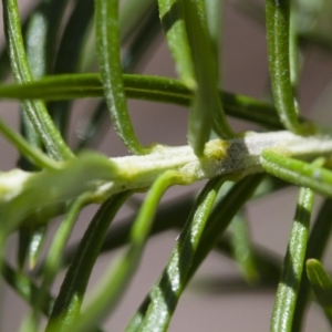 Cassinia longifolia at Michelago, NSW - 24 Nov 2017