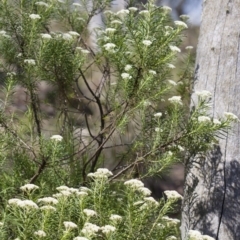 Cassinia longifolia at Illilanga & Baroona - 24 Nov 2017