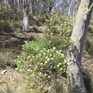 Cassinia longifolia at Illilanga & Baroona - 24 Nov 2017