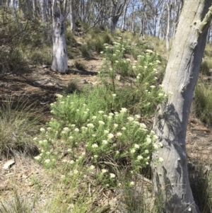 Cassinia longifolia at Michelago, NSW - 24 Nov 2017