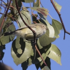 Smicrornis brevirostris (Weebill) at Acton, ACT - 14 Aug 2018 by Alison Milton