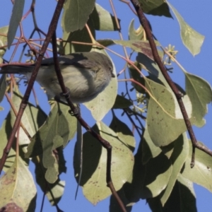 Smicrornis brevirostris at Acton, ACT - 14 Aug 2018