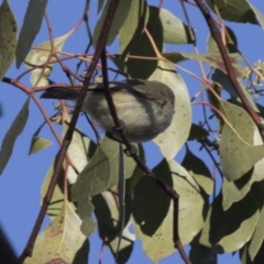 Smicrornis brevirostris at Acton, ACT - 14 Aug 2018