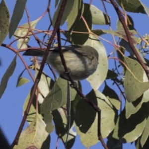 Smicrornis brevirostris at Acton, ACT - 14 Aug 2018