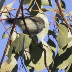 Smicrornis brevirostris at Acton, ACT - 14 Aug 2018