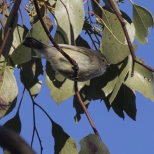 Smicrornis brevirostris at Acton, ACT - 14 Aug 2018