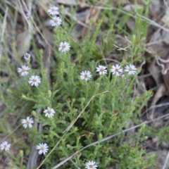 Vittadinia cuneata var. cuneata at Illilanga & Baroona - 24 Oct 2010