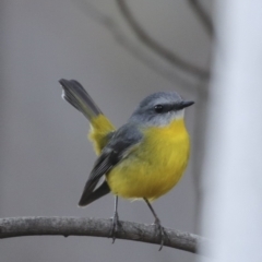 Eopsaltria australis (Eastern Yellow Robin) at Acton, ACT - 14 Aug 2018 by Alison Milton