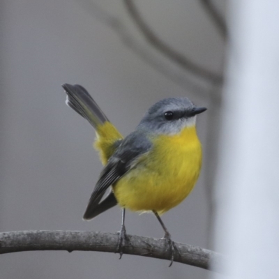 Eopsaltria australis (Eastern Yellow Robin) at ANBG - 14 Aug 2018 by Alison Milton