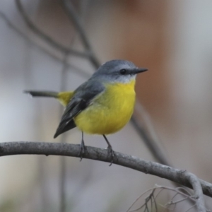 Eopsaltria australis at Acton, ACT - 14 Aug 2018