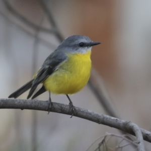 Eopsaltria australis at Acton, ACT - 14 Aug 2018