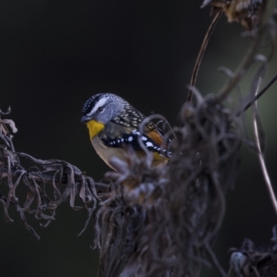 Pardalotus punctatus (Spotted Pardalote) at ANBG - 13 Aug 2018 by AlisonMilton