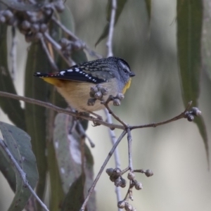 Pardalotus punctatus at Acton, ACT - 14 Aug 2018