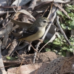 Pardalotus punctatus at Acton, ACT - 14 Aug 2018