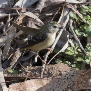 Pardalotus punctatus at Acton, ACT - 14 Aug 2018 09:56 AM